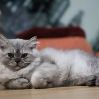 Volpone Of British Archanges