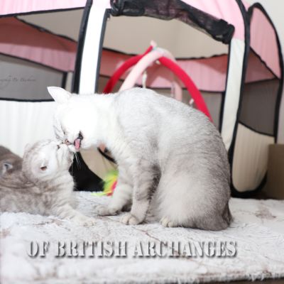 les délicieux Of British Archanges