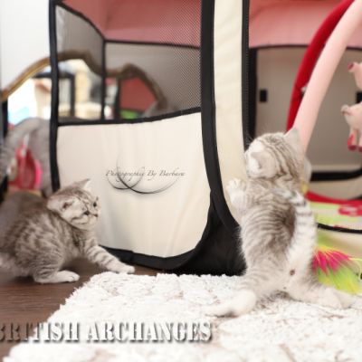 les délicieux Of British Archanges