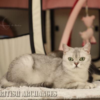 les délicieux Of British Archanges