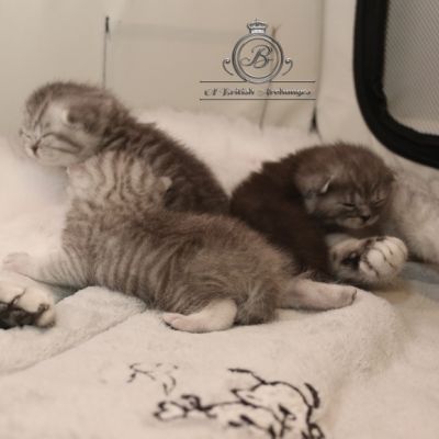 les délicieux Of British Archanges