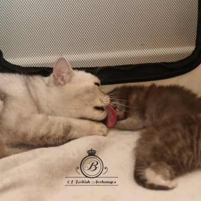 les délicieux Of British Archanges