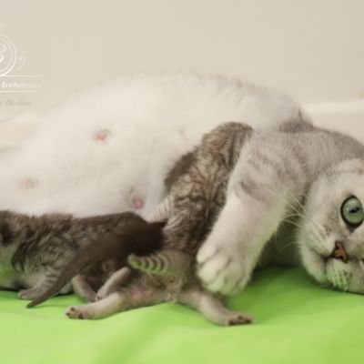 les délicieux Of British Archanges