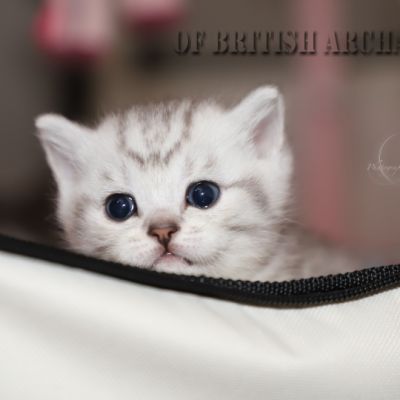 les délicieux Of British Archanges