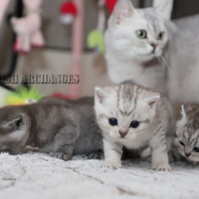 les délicieux Of British Archanges