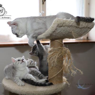 les délicieux Of British Archanges