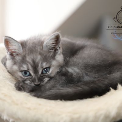 les délicieux Of British Archanges