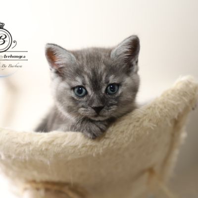 les délicieux Of British Archanges