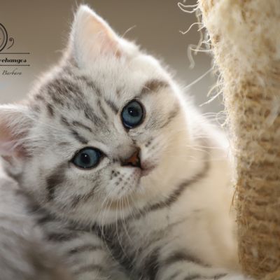 les délicieux Of British Archanges