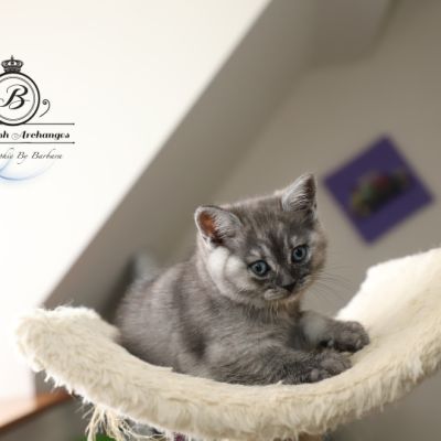 les délicieux Of British Archanges