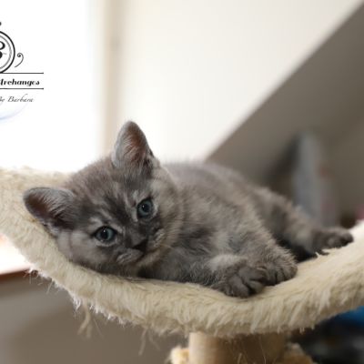 les délicieux Of British Archanges