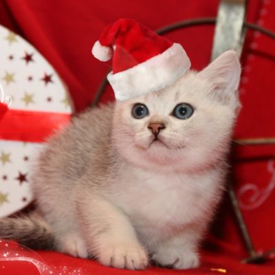 Oscar Of british archanges