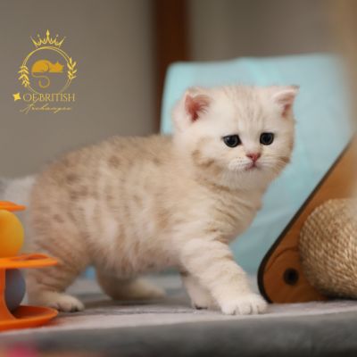 Ufo Of british Archanges