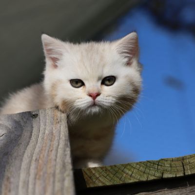 Ufo Of british Archanges