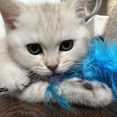 Ufo Of british Archanges