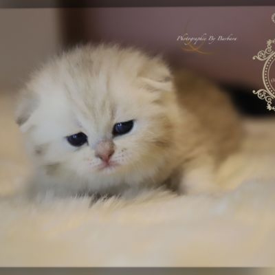 Ufo Of british Archanges