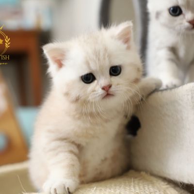 Ufo Of british Archanges