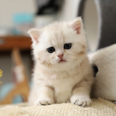 Ufo Of british Archanges