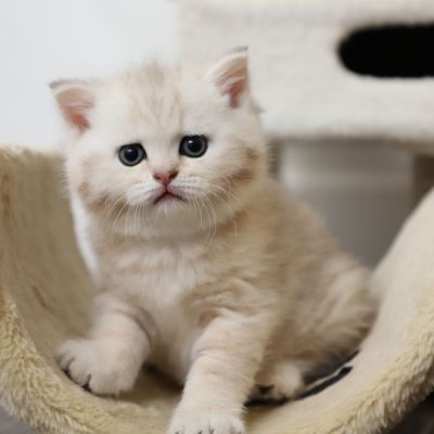 Ufo Of british Archanges