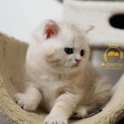 Ufo Of british Archanges