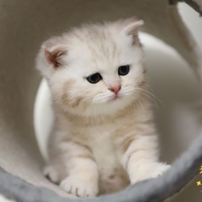 Ufo Of british Archanges