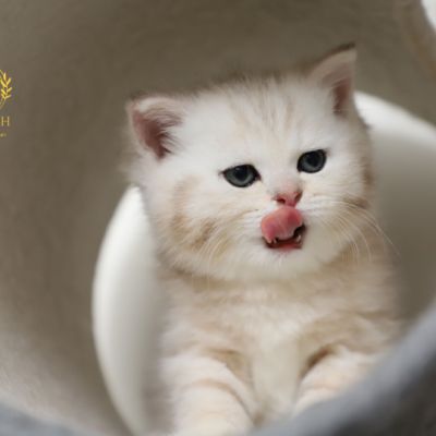 Ufo Of british Archanges