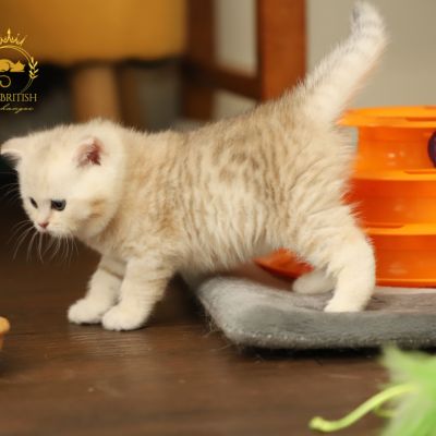 Ufo Of british Archanges