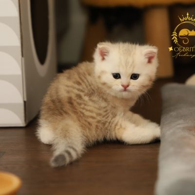 Ufo Of british Archanges