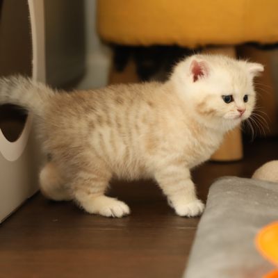 Ufo Of british Archanges