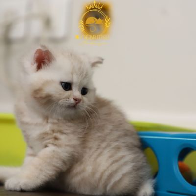 Ufo Of british Archanges