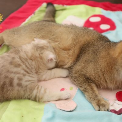 Ufo Of british Archanges