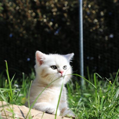 Ufo Of british Archanges