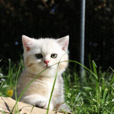 Ufo Of british Archanges