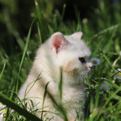 Ufo Of british Archanges