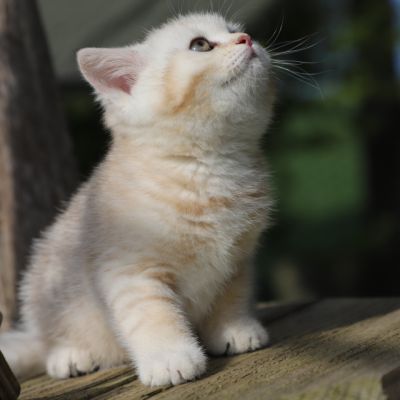 Ufo Of british Archanges