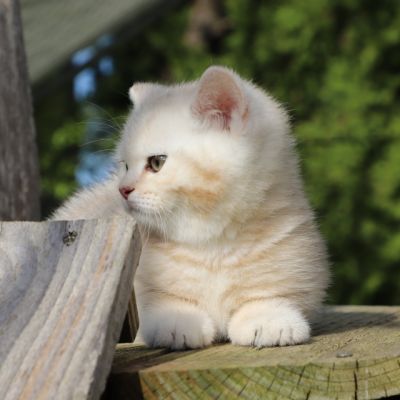 Ufo Of british Archanges