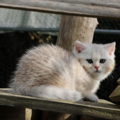 Ufo Of british Archanges