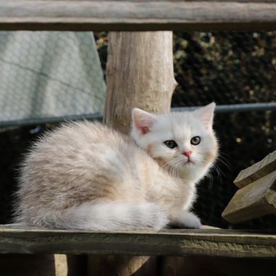 Ufo Of british Archanges