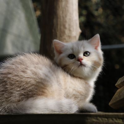 Ufo Of british Archanges