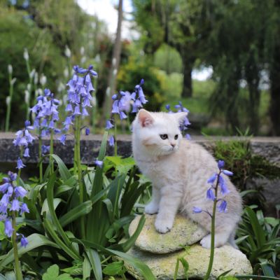 Ufo Of british Archanges