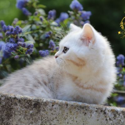 Ufo Of british Archanges