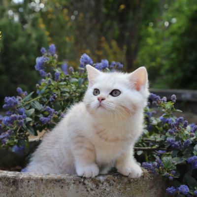 Ufo Of british Archanges