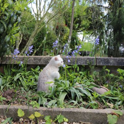 Ufo Of british Archanges