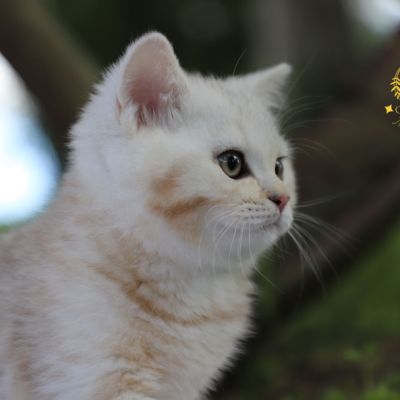 Ufo Of british Archanges