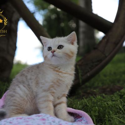 Ufo Of british Archanges