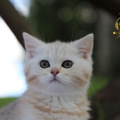 Ufo Of british Archanges