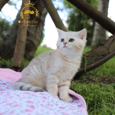 Ufo Of british Archanges