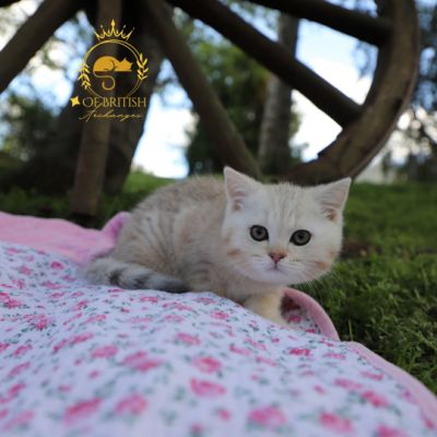 Ufo Of british Archanges