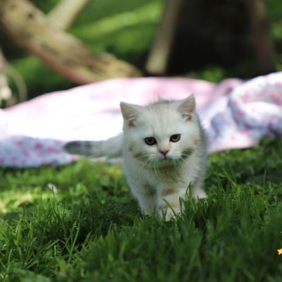 Ufo Of british Archanges