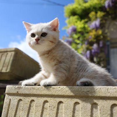 Ufo Of british Archanges